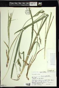 Carex scabrata image