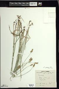 Carex siccata image