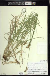 Carex projecta image