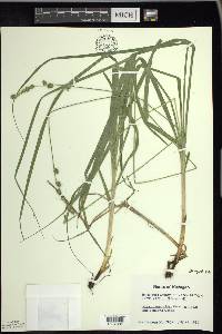 Carex sparganioides image