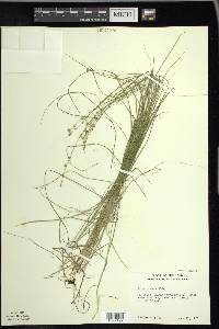 Carex radiata image