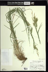 Carex sprengelii image