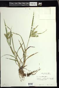 Carex schweinitzii image