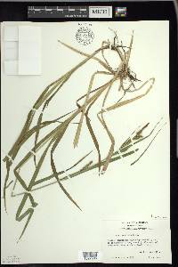 Carex scabrata image