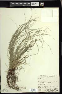 Carex radiata image