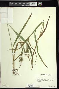 Carex scabrata image