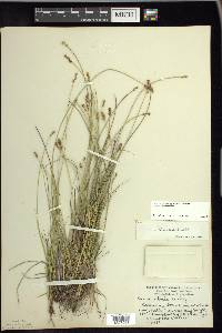 Carex sterilis image