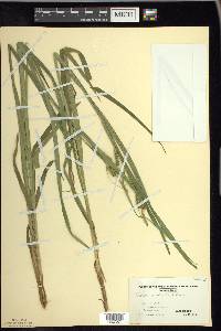 Carex scabrata image