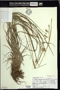 Carex sprengelii image