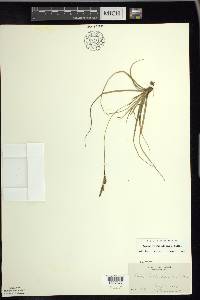 Carex richardsonii image