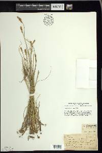 Carex siccata image