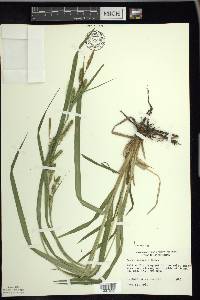 Carex scabrata image