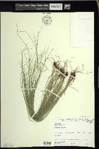 Carex radiata image