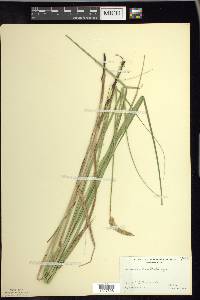 Carex sartwellii image