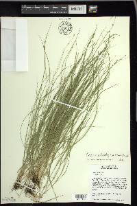 Carex radiata image