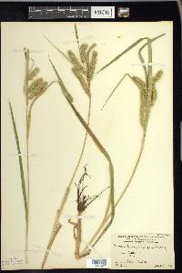 Carex schweinitzii image