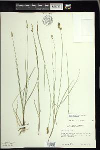 Carex sterilis image