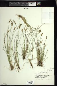 Carex sterilis image