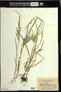 Carex schweinitzii image