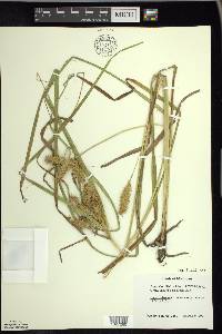 Carex retrorsa image