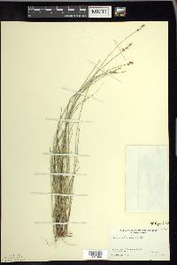 Carex sterilis image