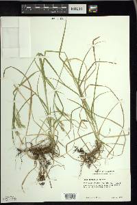 Carex sprengelii image