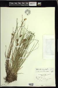 Carex sterilis image