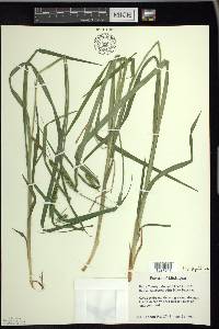 Carex scabrata image