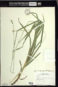 Carex sparganioides image