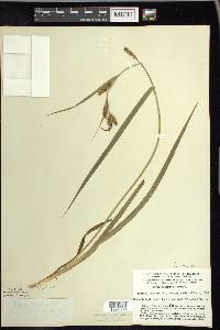 Carex scabrata image