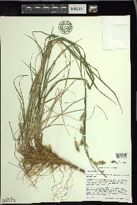 Carex sprengelii image