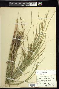 Carex rostrata image