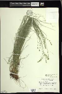 Carex radiata image