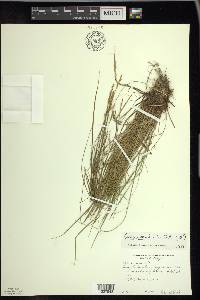 Carex sterilis image