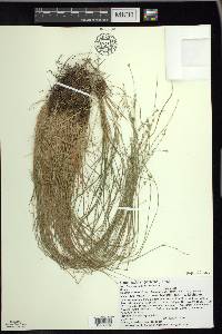 Carex radiata image