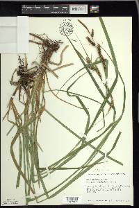 Carex scabrata image