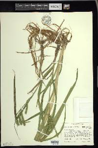 Carex schweinitzii image