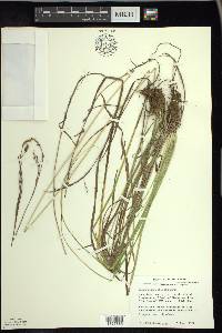 Carex sprengelii image