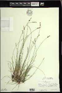 Carex sterilis image