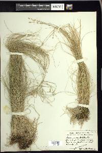 Carex radiata image