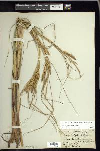 Carex rostrata image