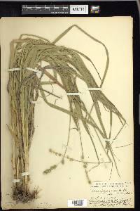 Carex sparganioides image