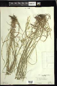 Carex sprengelii image