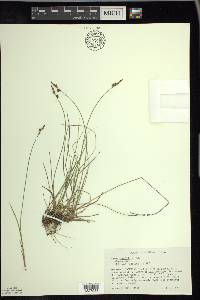 Carex sterilis image