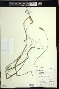 Carex projecta image