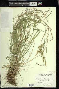 Carex sprengelii image