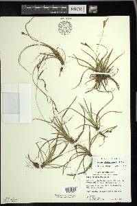 Carex richardsonii image