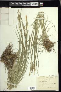 Carex sprengelii image