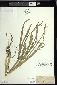 Carex sparganioides image