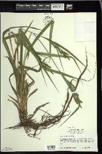 Carex scabrata image